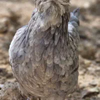 مرغ گلین تخم گذار