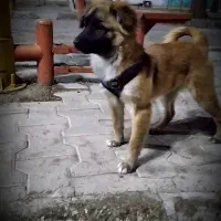 توله سگ