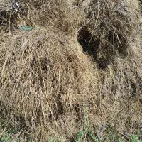 علف یونجه