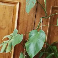 گل طبیعی|گل و گیاه طبیعی|لردگان, |دیوار