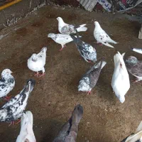 کبوتر|پرنده|شفت, |دیوار