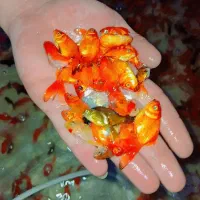 ماهی گلی(قرمز )