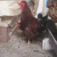 خروس نوچه و سرحال