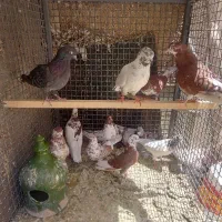 کفتر پرشی ومسافتی