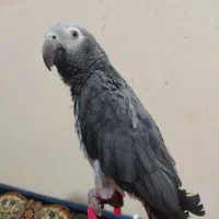 کاسکو