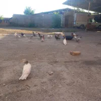 کبوتر