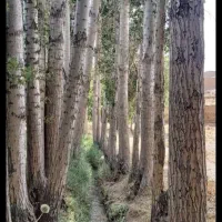 فروش چوب ۶۶ اصله درخت صنوبر