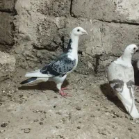 مجسمه کبوتر دوکت و سبز پرشی