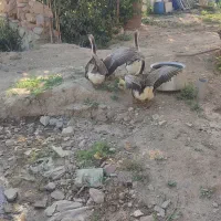 قو غاز