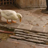 خانواده جهت سرایداری و کشاورزی محدوده جزینک