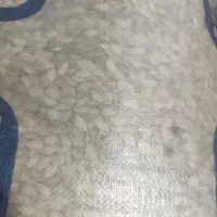 تخم کدو (تخمک)