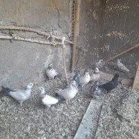 کبوتر