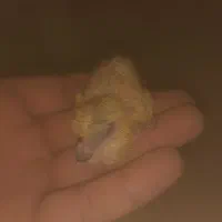 کبوتر|پرنده|گوگان, |دیوار