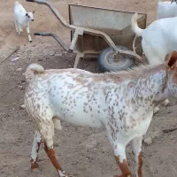 بز صلاله