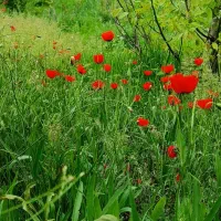 یک همراه برای کوهنوردی
