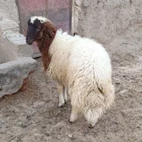 بره قوچی تروبور کر بذری