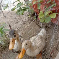 اردک