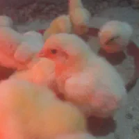جوجهمرغگوشتینژادراس