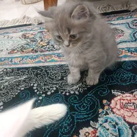 گربه|گربه|گرگان, |دیوار