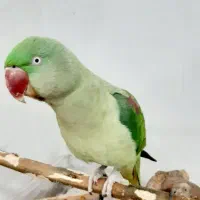 شاه طوطی کاملا سالم و کاملا رام و سخنگو