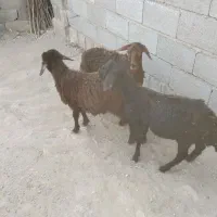 سه راس بره ماده