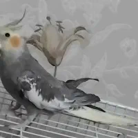 عروس هلندی نر