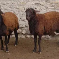 دامداری میدان دام شیراز