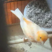 قناری جفت سهره