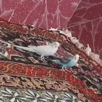 مرغ عشق