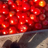 گوجه