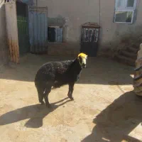 یک عدد قوچ یک ساله