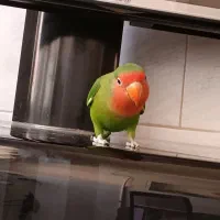 کوتوله نر