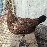 مرغ گلین  اصل۷ماهه