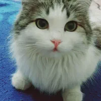 گربه ملوس