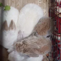 خرگوش لوپی