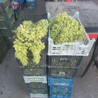 انگور برای شیره