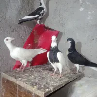 طوقی پلنگ
