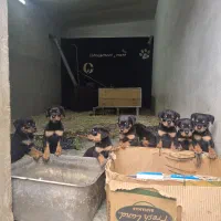 روتوایلر سگ نگهبان