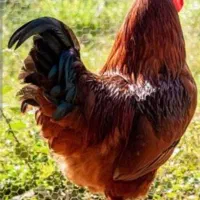خروس محلی خوشکل و جوان