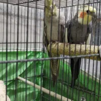 معاوضه با قناری