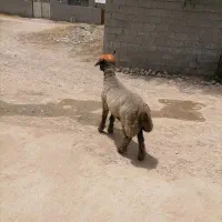 قوچ داشتی