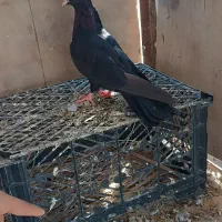 کبوتر شامی آبادانی
