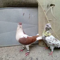 کفتر چادری