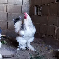 مرغ و خروس برهما