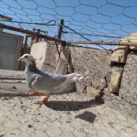 کبوتر پلنگ آلمانی چشم سیاه