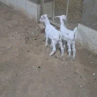 کهره بز سانن