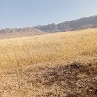گندم بش دونه ریز به شرط چاقو