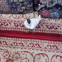 کفتر|پرنده|آران و بیدگل, |دیوار