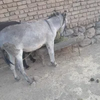 خرگله ای