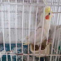عروس هلندی نر بالغ